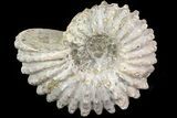 Bumpy Douvilleiceras Ammonite - Madagascar #79111-1